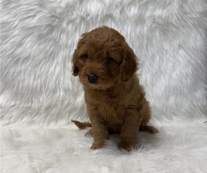 Goldendoodle Puppy for sale in WITHEE, WI, USA