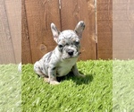 Small Photo #44 French Bulldog Puppy For Sale in BIRMINGHAM, AL, USA