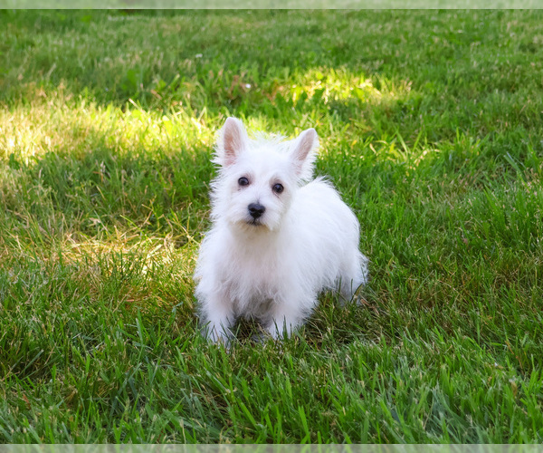 Medium Photo #8 West Highland White Terrier Puppy For Sale in SYRACUSE, IN, USA