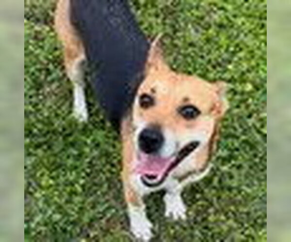 Medium Photo #1 Beagle-Unknown Mix Puppy For Sale in Bristol, CT, USA