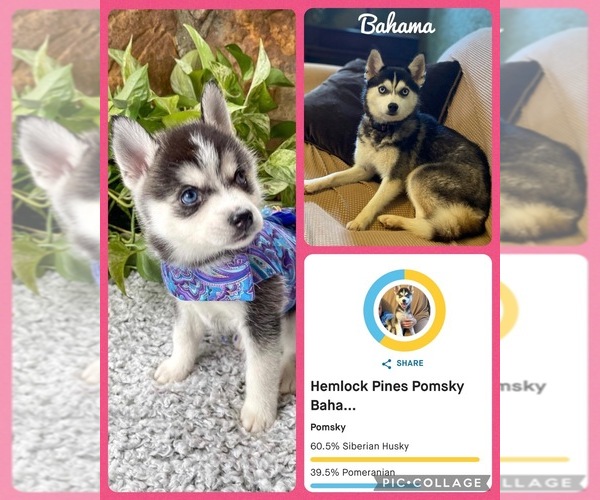 Medium Photo #1 Pomsky Puppy For Sale in VENUS, PA, USA