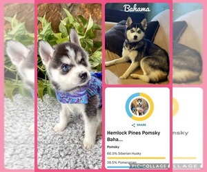 Mother of the Pomsky puppies born on 03/11/2026