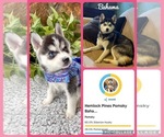 Small Photo #1 Pomsky Puppy For Sale in VENUS, PA, USA