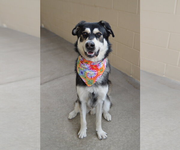 Medium Photo #3 Siberian Husky-Unknown Mix Puppy For Sale in McKinney, TX, USA