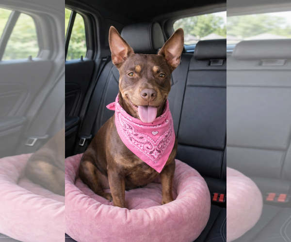 Medium Photo #4 Chihuahua-Unknown Mix Puppy For Sale in Euless, TX, USA