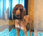 Small #5 Poodle (Standard)