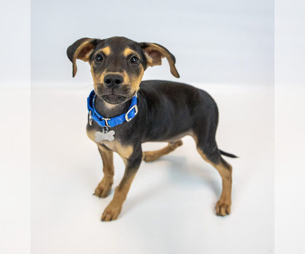Medium Photo #6 Mutt Puppy For Sale in Kennesaw, GA, USA