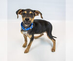 Small #5 Mutt