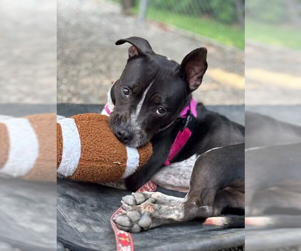Medium Photo #4 American Staffordshire Terrier Puppy For Sale in Sayreville, NJ, NJ, USA