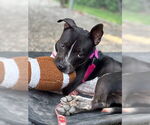 Small #3 American Staffordshire Terrier