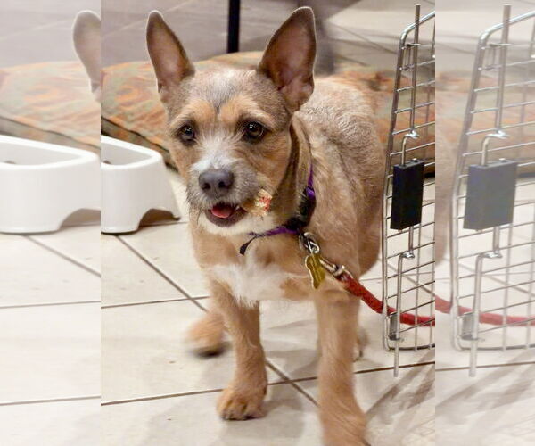 Medium Photo #4 Mutt Puppy For Sale in Sandy, UT, USA