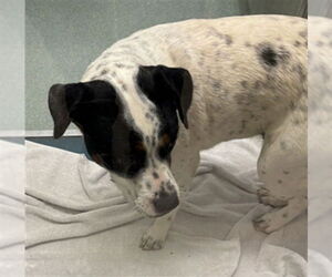 Pointer-Unknown Mix Dogs for adoption in Plano, TX, USA