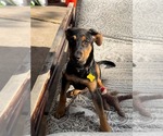 Small #2 German Pinscher-Rottweiler Mix
