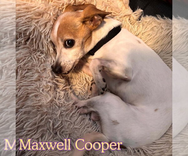 Medium Photo #8 Chiweenie Puppy For Sale in San Antonio, TX, USA