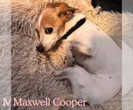 Small Photo #8 Chiweenie Puppy For Sale in San Antonio, TX, USA