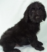 Small Photo #13 Goldendoodle Puppy For Sale in OMAHA, NE, USA