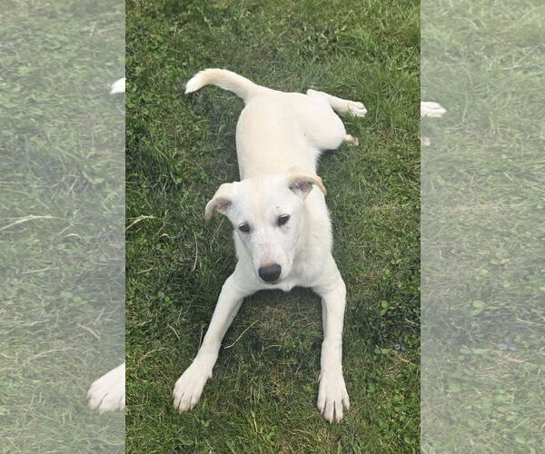 Medium Photo #3 Great Pyrenees-Huskies  Mix Puppy For Sale in Pottstown, PA, USA