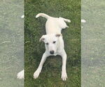 Small #2 Great Pyrenees-Huskies  Mix