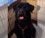 Dan - Male Rottweiler Dog for Adoption - Small photo