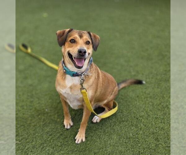 Medium Photo #2 Beagle-Unknown Mix Puppy For Sale in Las Vegas, NV, USA