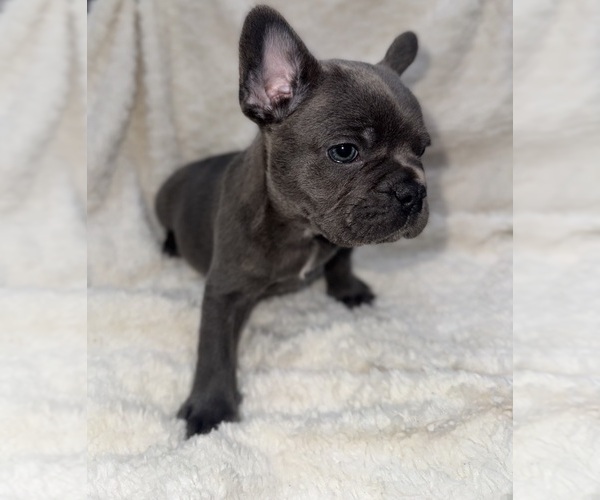 Medium Photo #3 French Bulldog Puppy For Sale in SAN BERNARDINO, CA, USA