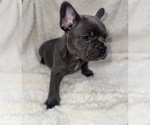 Small #2 French Bulldog