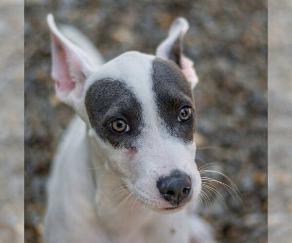Medium Photo #2 Mutt Puppy For Sale in Hilton Head, SC, USA