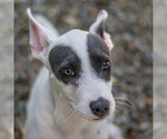 Small Photo #2 Mutt Puppy For Sale in Hilton Head, SC, USA