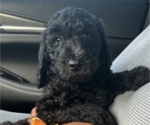 Goldendoodle Puppy for Sale in JACKSONVILLE, Florida USA