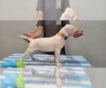 Small Photo #51 Dogo Argentino Puppy For Sale in BROOMALL, PA, USA