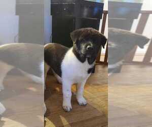 Akita Puppy for Sale in SPRINGFIELD, Massachusetts USA