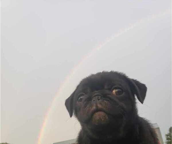 Medium Photo #7 Pug Puppy For Sale in LYNDON CENTER, VT, USA
