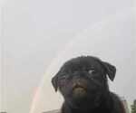 Small Photo #7 Pug Puppy For Sale in LYNDON CENTER, VT, USA