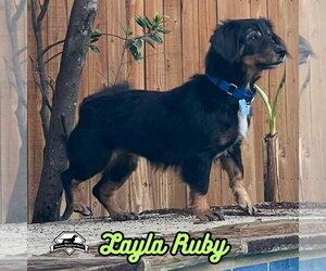 Layla Ruby - Female Dachshund-Unknown Mix Dog for Adoption - Photo #33