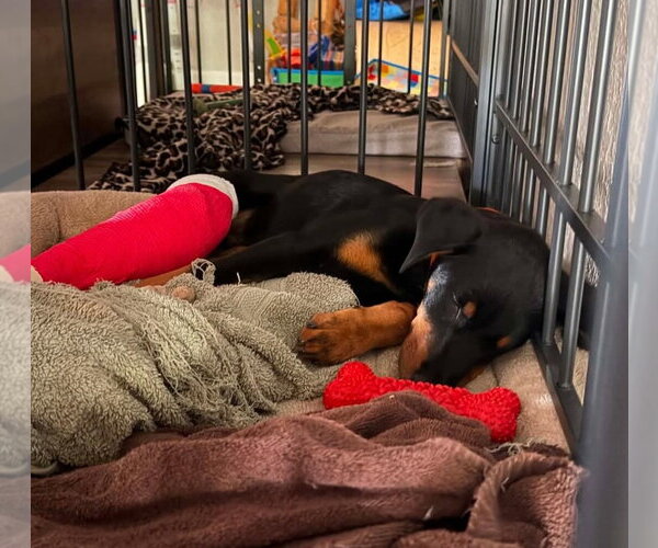 Medium Photo #5 Doberman Pinscher Puppy For Sale in Buffalo, MN, USA