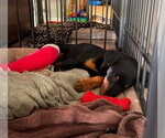 Small #4 Doberman Pinscher