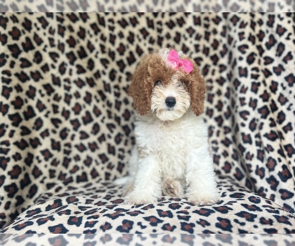 Medium Photo #10 Cock-A-Poo Puppy For Sale in LAKELAND, FL, USA