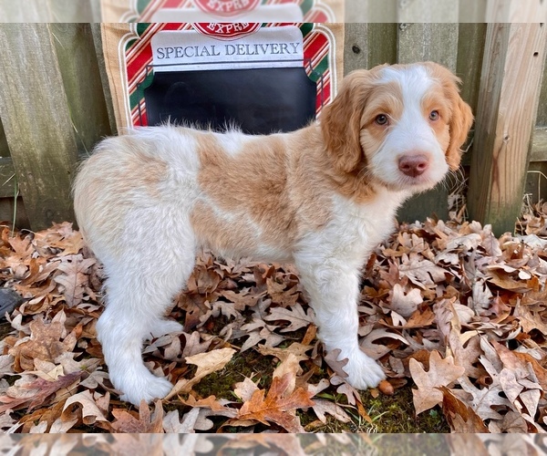 Medium Photo #16 F2 Aussiedoodle Puppy For Sale in CHAPEL HILL, NC, USA
