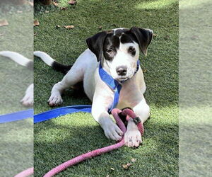 Labrador Retriever-Plott Hound Mix Dogs for adoption in Pompano Beach , FL, USA