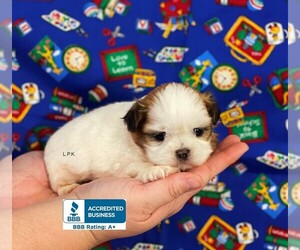 Shih Tzu Puppy for sale in WINNSBORO, LA, USA
