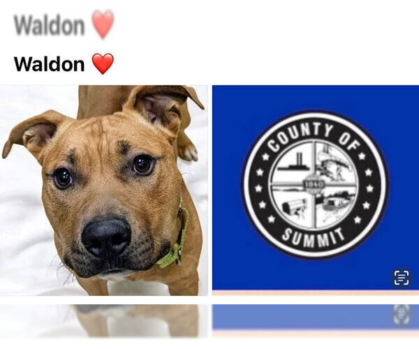Medium Photo #1 Staffordshire Bull Terrier Puppy For Sale in Akron, OH, USA