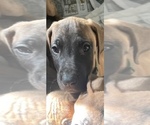 Small Photo #14 Great Dane Puppy For Sale in JOHNSTOWN, OH, USA