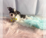 Small Photo #2 ShiChi Puppy For Sale in KINSTON, NC, USA