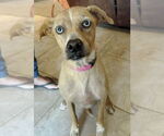 Small #2 Labrador Retriever Mix