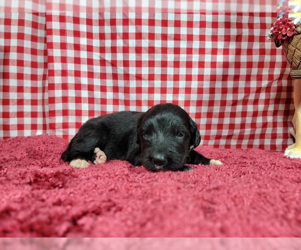 Medium Photo #69 Golden Mountain Dog Puppy For Sale in BLACK FOREST, CO, USA