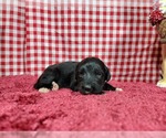 Small Photo #69 Golden Mountain Dog Puppy For Sale in BLACK FOREST, CO, USA