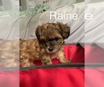 Puppy 1 Poodle (Miniature)-Shorkie Tzu Mix
