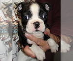 Small Photo #3 Boston Terrier Puppy For Sale in CRKD RVR RNCH, OR, USA