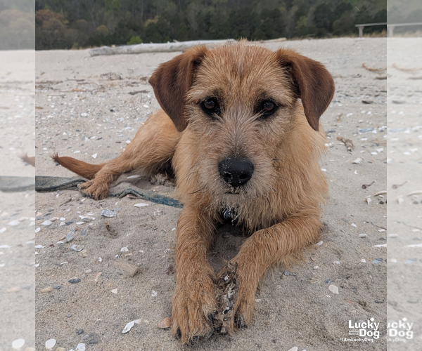 Medium Photo #9 Labrador Retriever-Unknown Mix Puppy For Sale in Washington, DC, USA