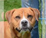 Small American Staffordshire Terrier-Boxer Mix